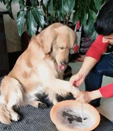 动图封面