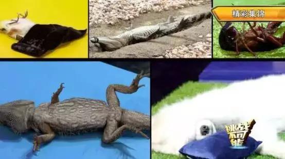 动物“装死”到底有多好用?它们分分钟死给你看 - 知乎