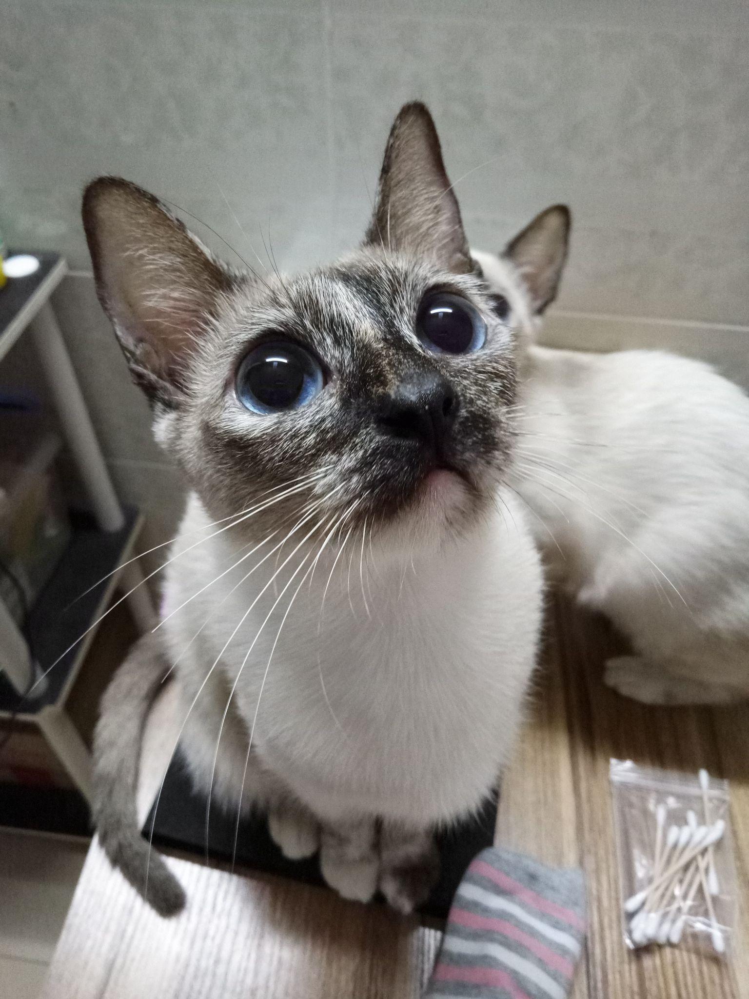 海豹色玳瑁色暹罗猫是什么样子的