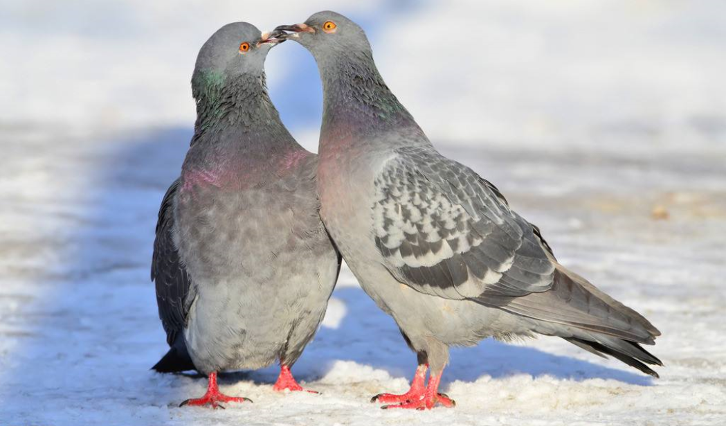 信鸽鸽粮价格 v2-027b6bb4c846b3f310ddd1324233e489_1440w.jpg?source=172ae18b