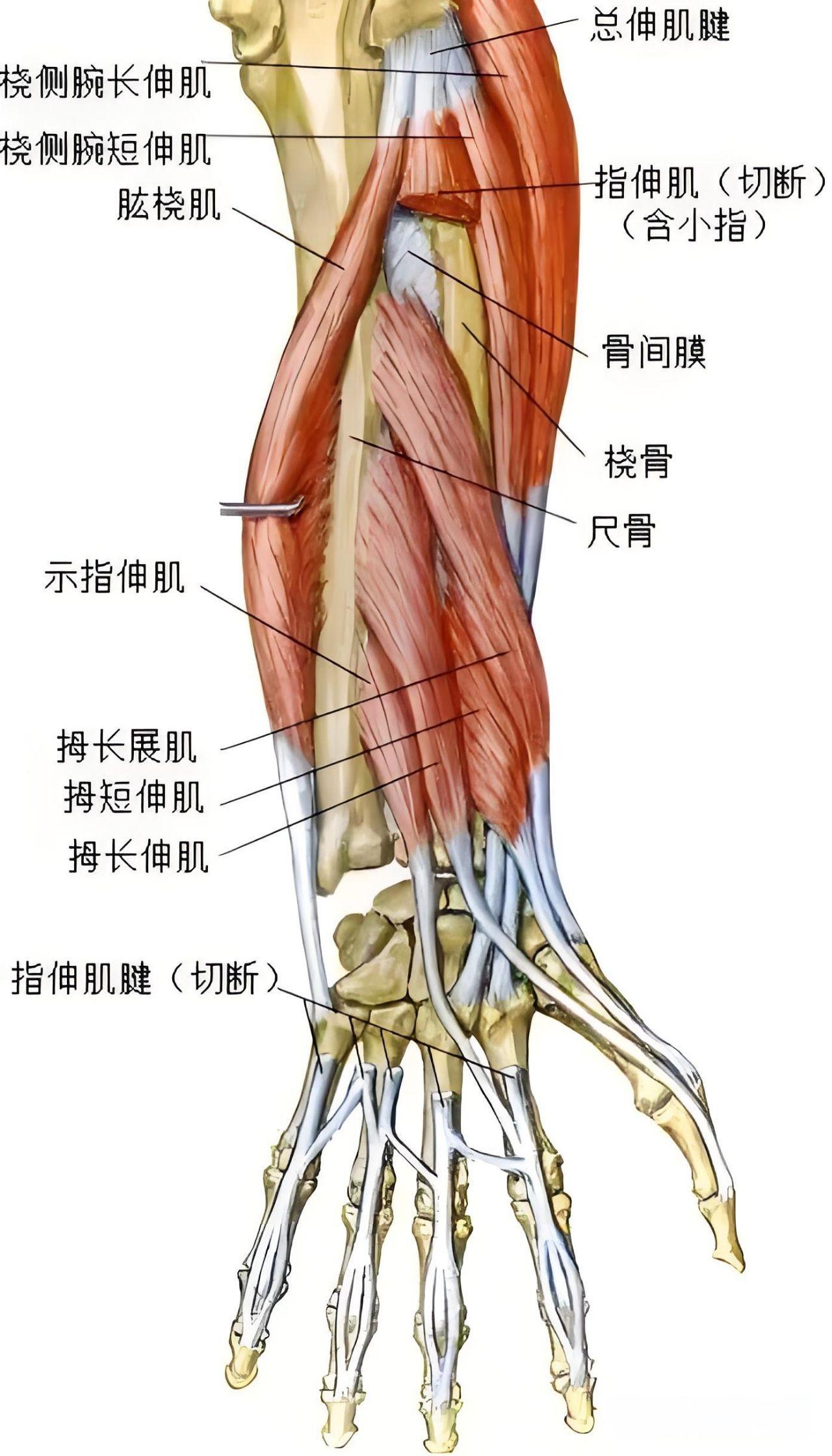 拇长展肌的作用都有什么?如何锻炼能强化它? - 知乎