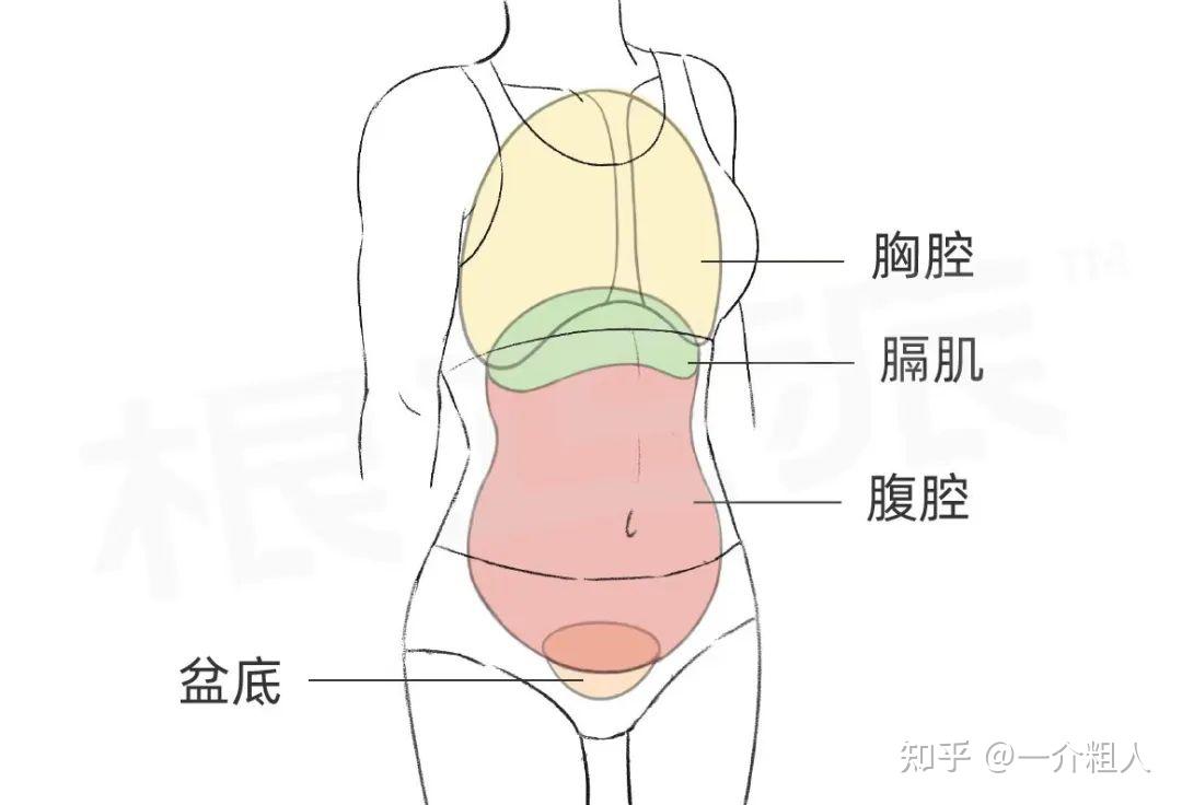 小腹 知乎