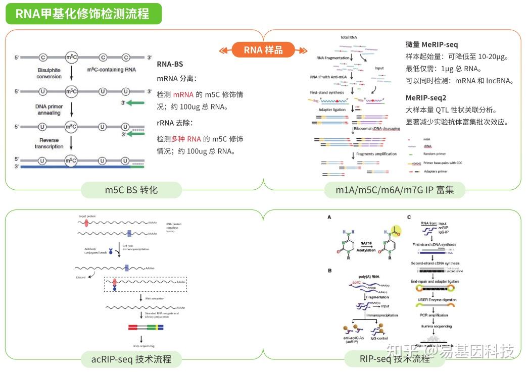 易基因:RNA甲基化修饰和R-loop的交叉调控:从分子机制到临床意义|深度综述 - 知乎