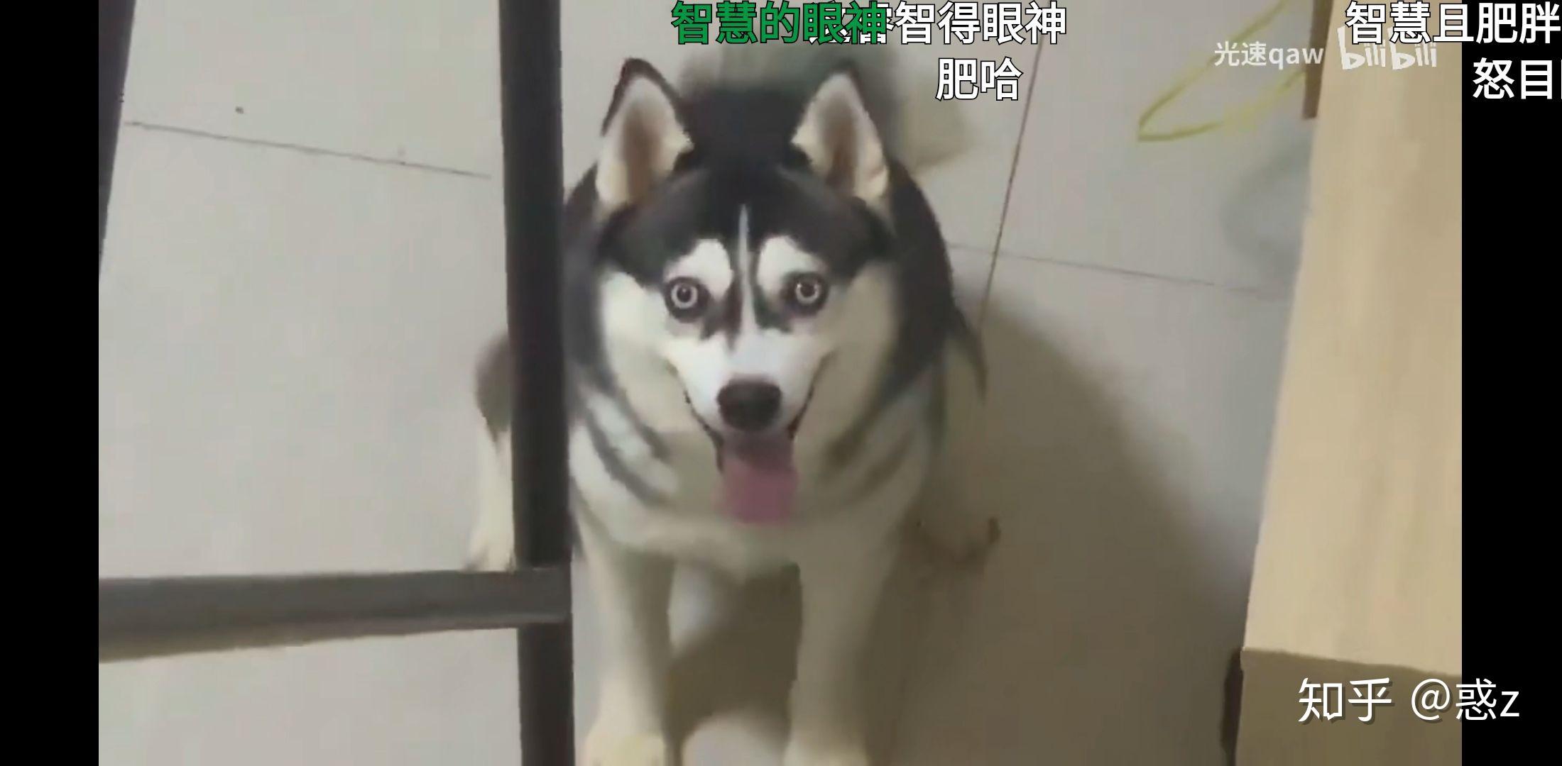 微笑狗的传说是真的嘛