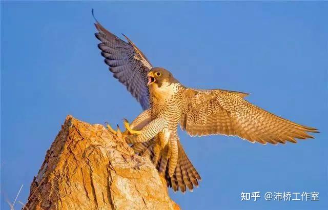 天生的猛禽,空中之王——游隼 - 知乎