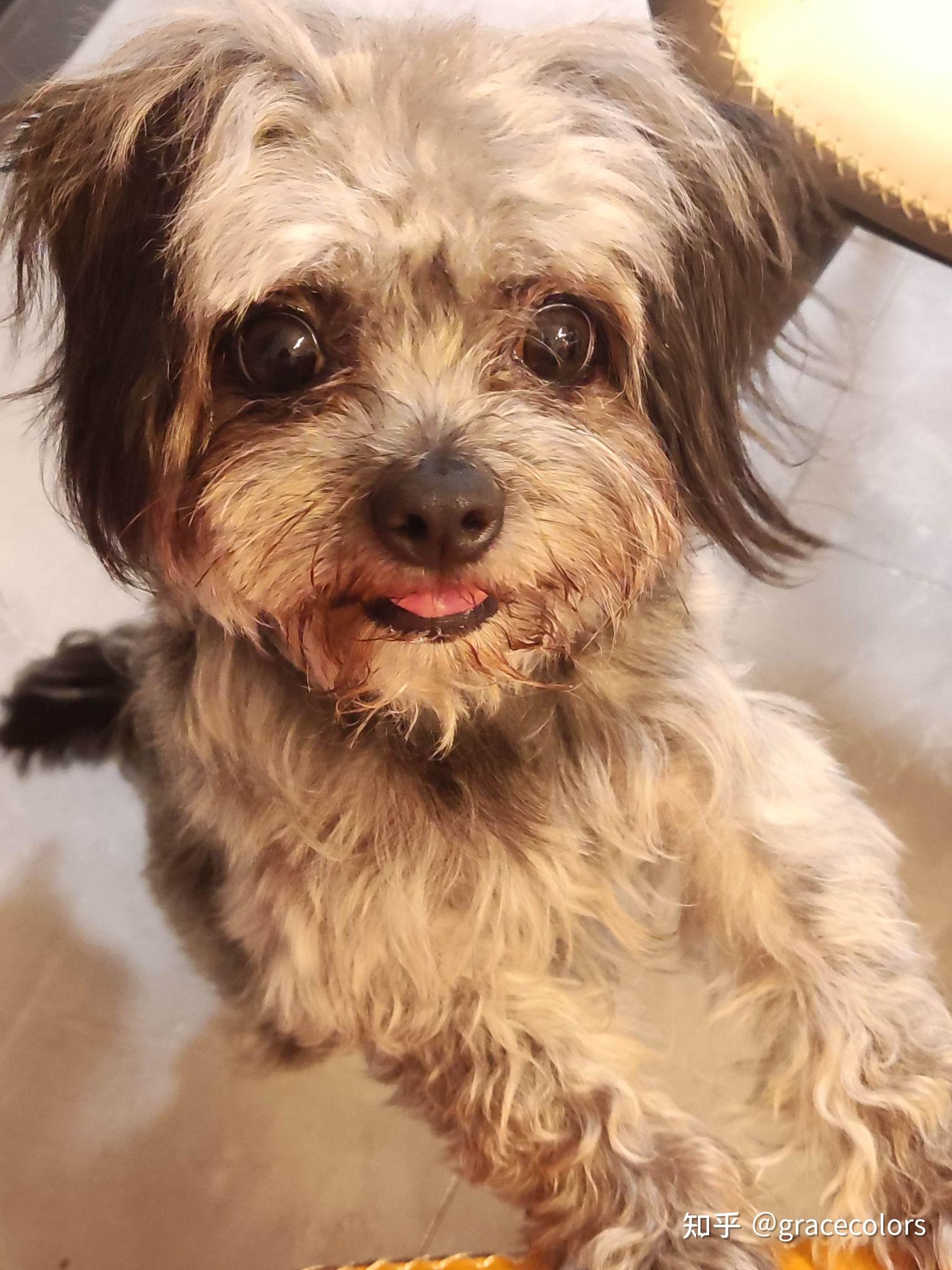 黑色雪纳瑞和灰色泰迪的串是啥样