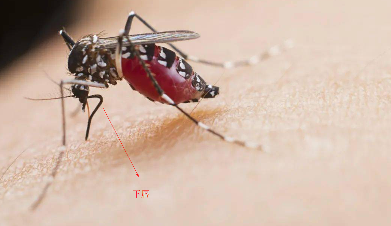 如果蚊子长得像蝴蝶,人类还会讨厌蚊子吗? - 知乎