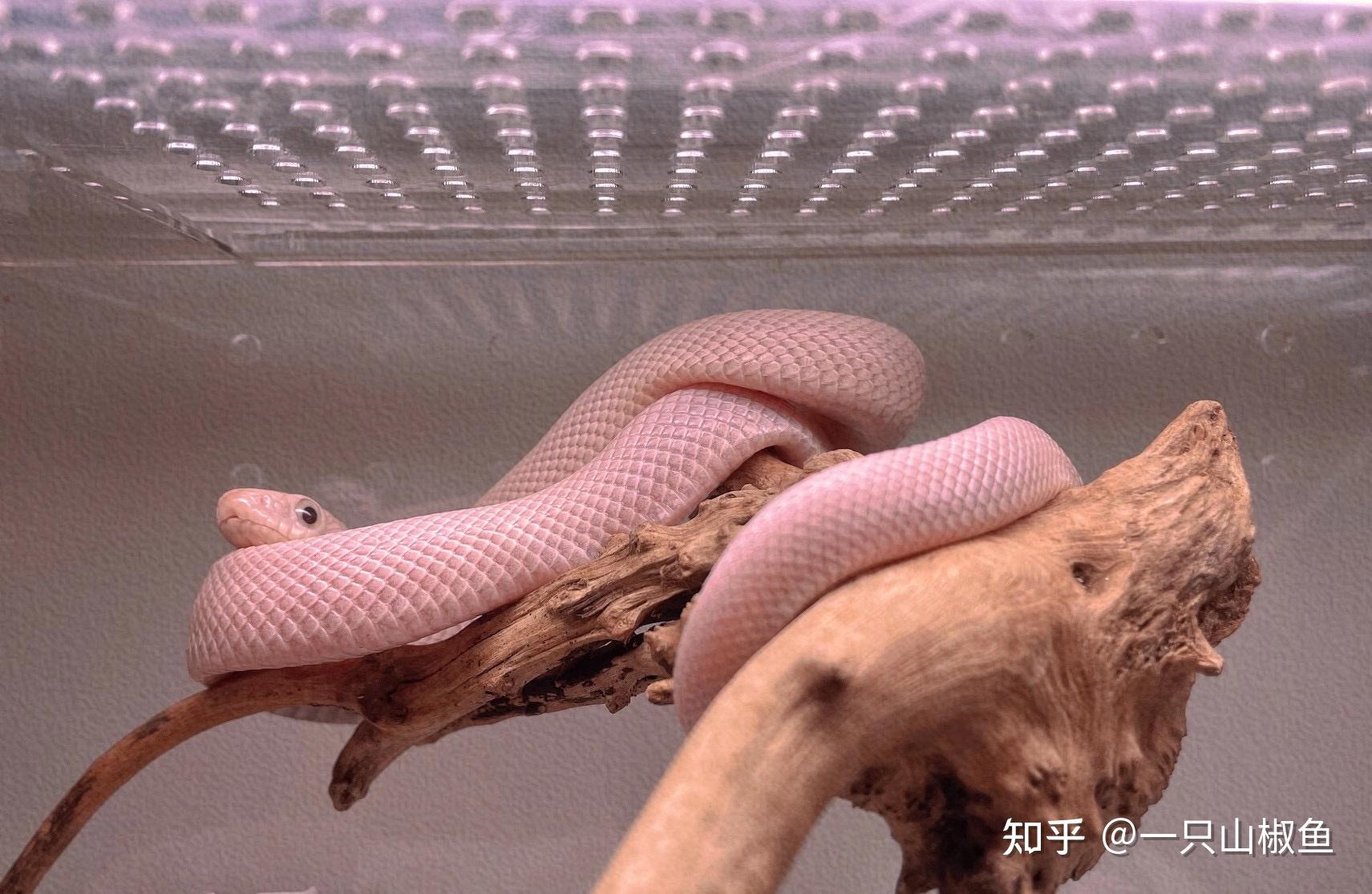 哪里能买到宠物白蛇. - 知乎