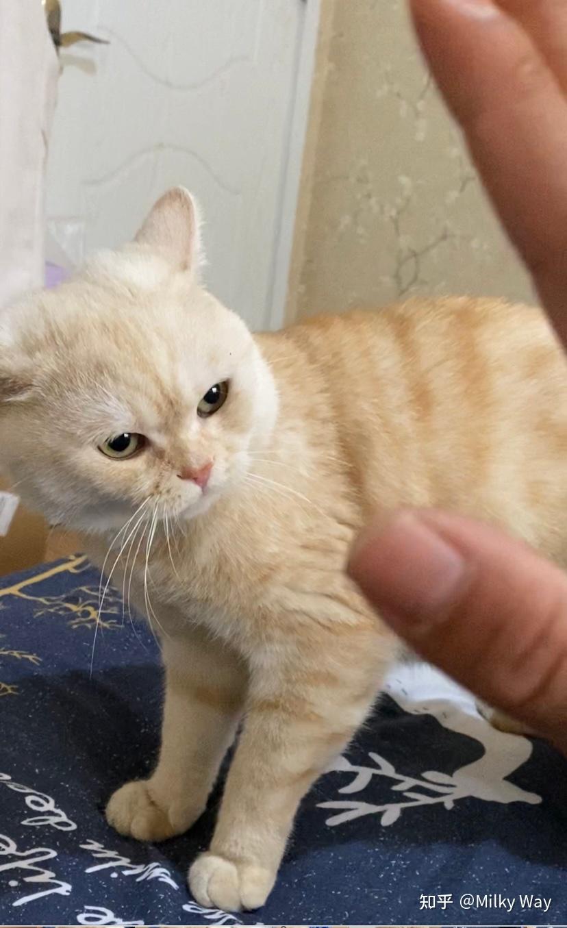 想要一只凯米尔色英短可以在哪买? - 知乎