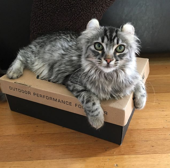 吸猫大会:美国卷耳猫mellie - 知乎