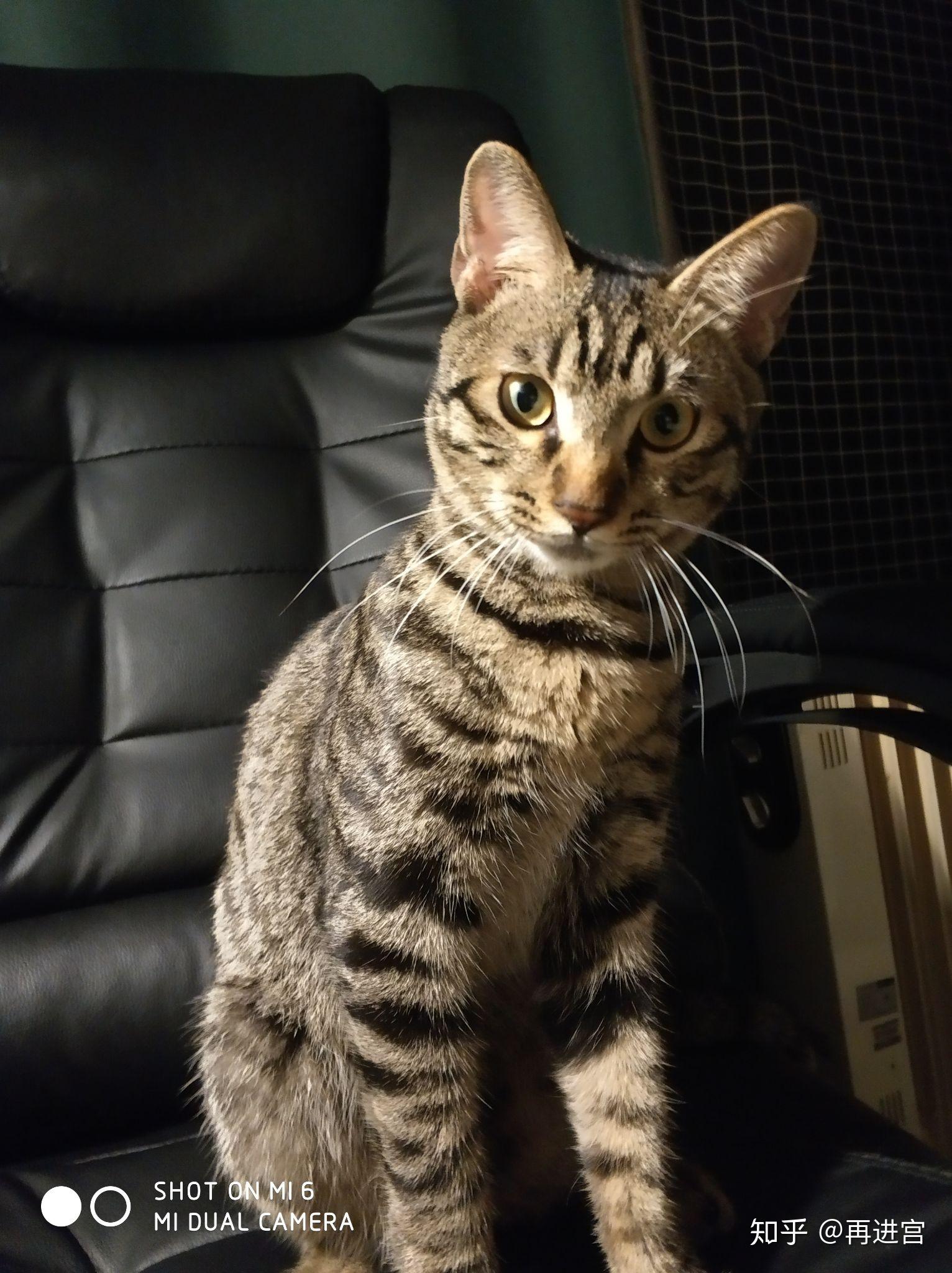 中华狸花猫多少钱