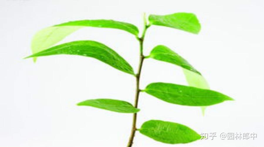 别再错把腊梅当梅花，傻傻分不清了！ - 知乎