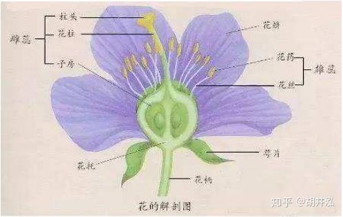 花穗是花的哪一个部分图片