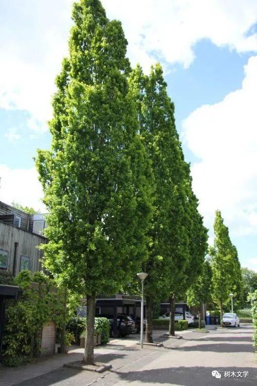 柱状夏栎:240年前发现的栎树品种 - 知乎