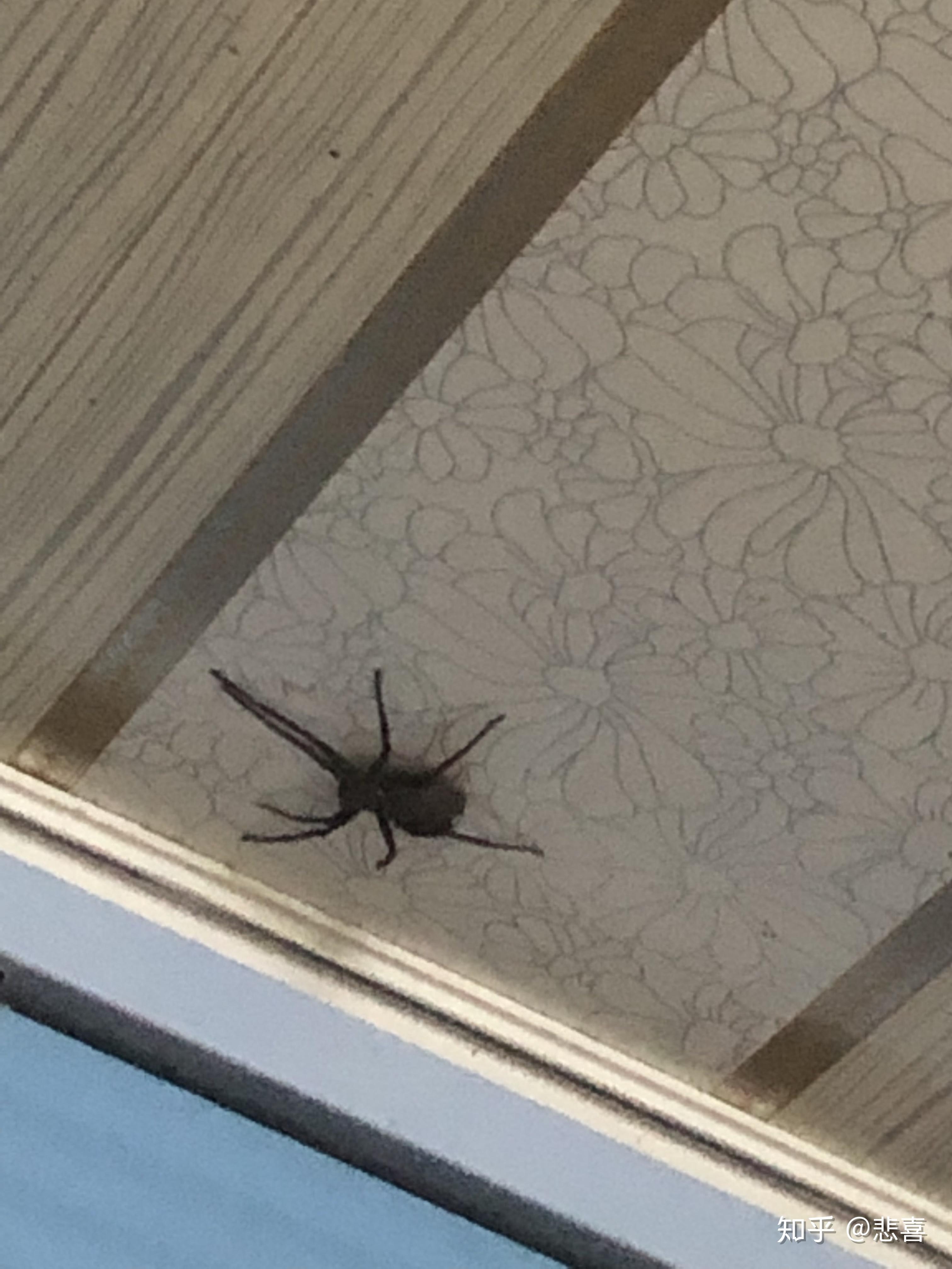 家里发现一只大蜘蛛怎么办