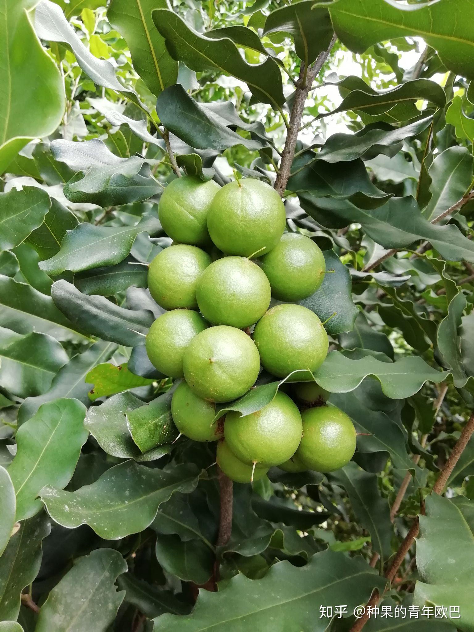 夏威夷果怎么长出来的图片