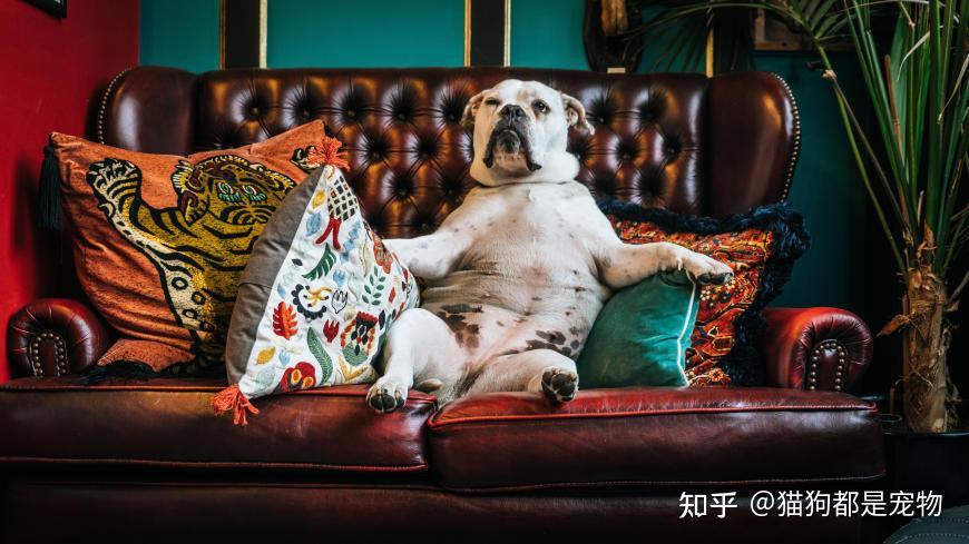 惯狗如杀狗!被惯坏的狗狗往往有这5种表现,千万别不当回事! - 知乎