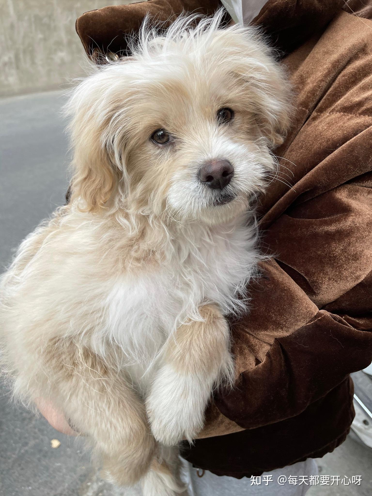 串串狗的颜值可以多高