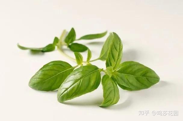 贵为香草之王的罗勒,在它的原产地,却没有人敢吃它。 - 知乎