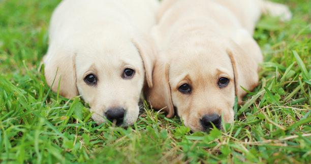 v2-03a938e691bc288626551d0484445357_1440w.jpg?source=172ae18b