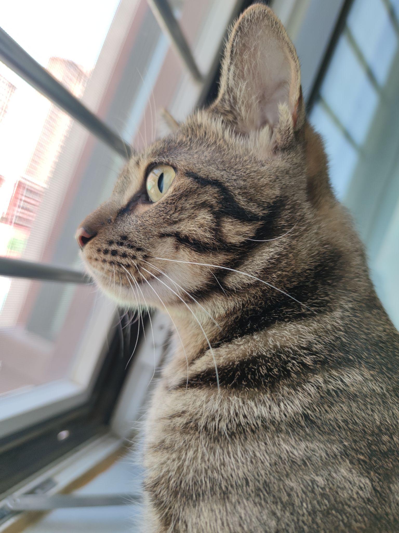 可以看一下你们的猫咪侧颜嘛? - 知乎