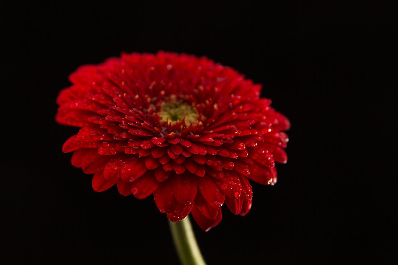 2. 非洲菊原产非洲