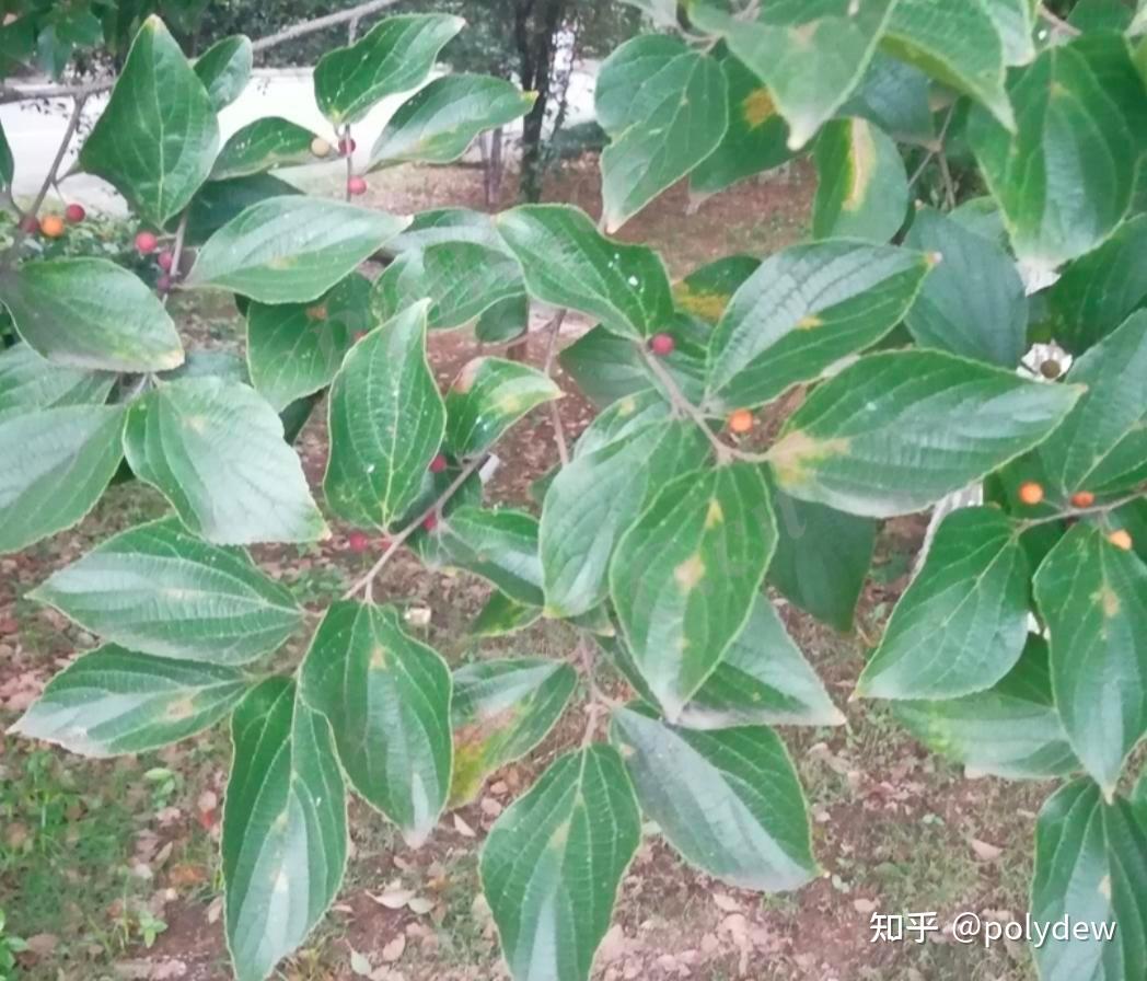 图中这个植物有一片叶子上长刺,这是怎么了? - 知乎