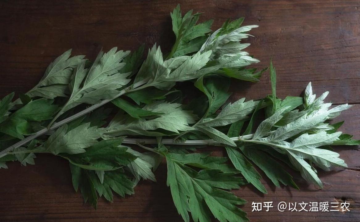端午节插艾叶的意义是什么? - 知乎