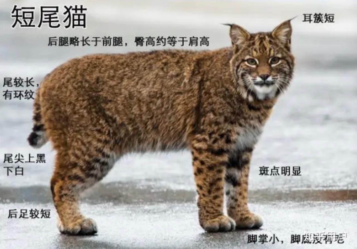 缅因猫和猞猁有什么关系? - 知乎