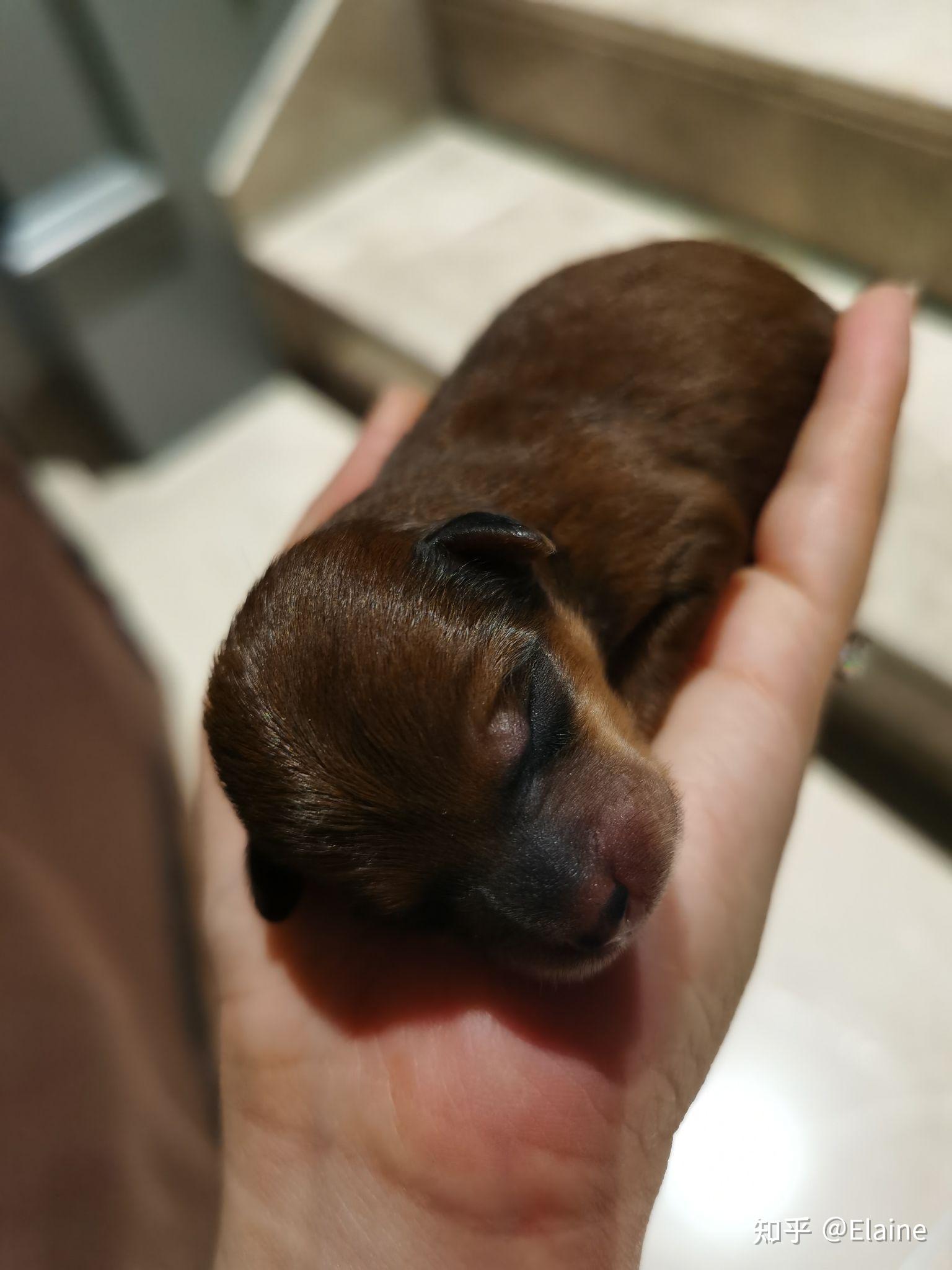 柴犬和泰迪生出来的狗会是什么样子