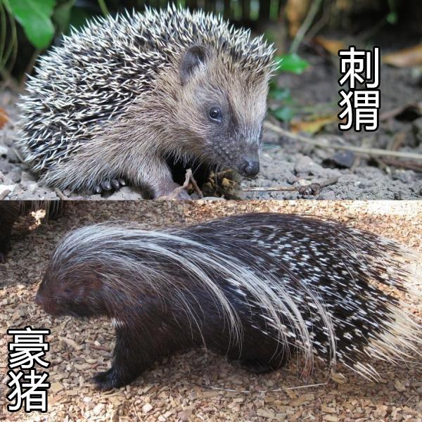 豪猪是怎么射出刺?豪猪刺能反复长出来?