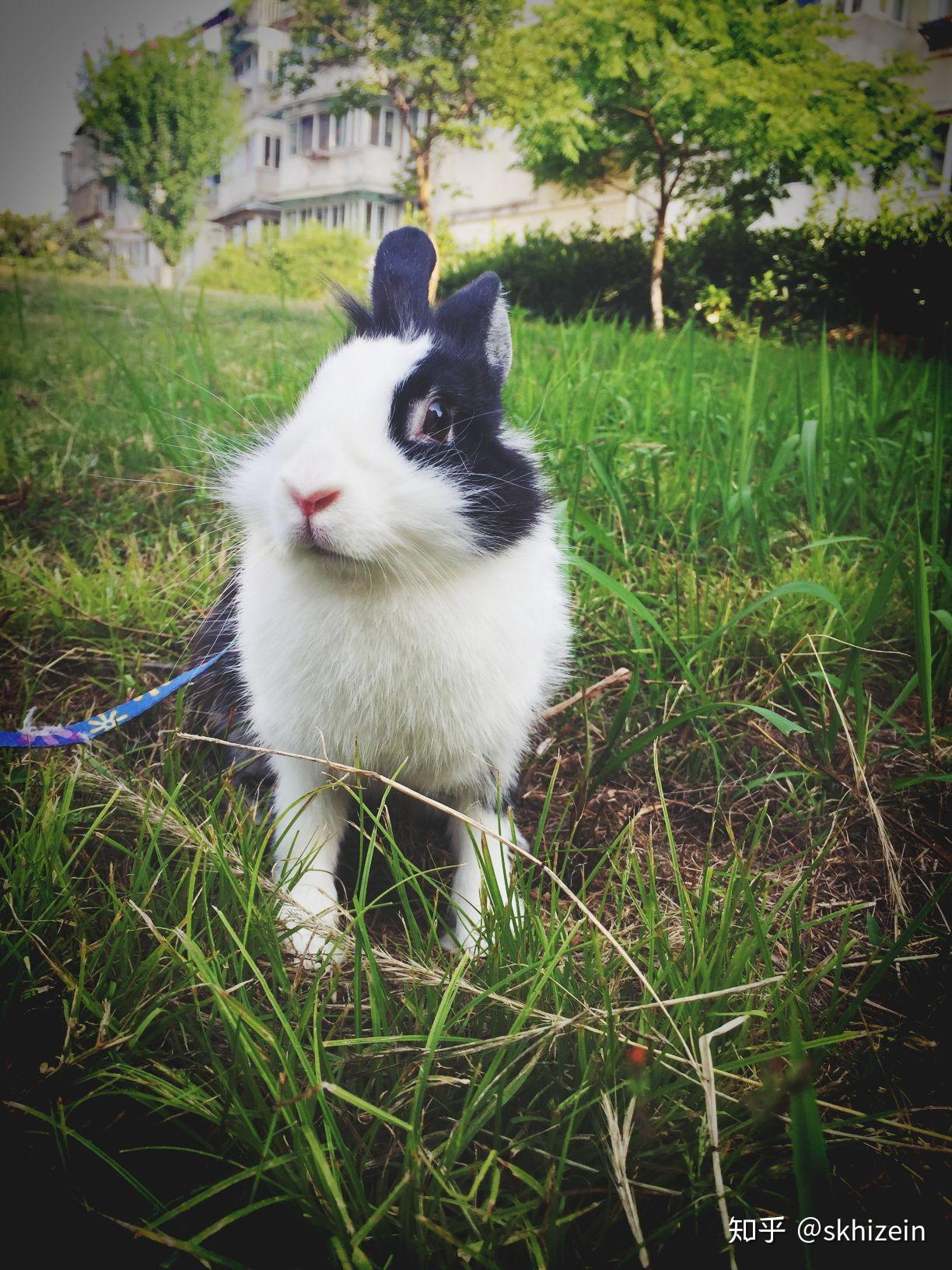 垂耳兔只吃兔粮可以嘛?