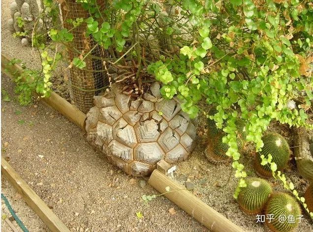 南非龟甲龙和墨西哥龟甲龙的区别及鉴赏养护 - 知乎