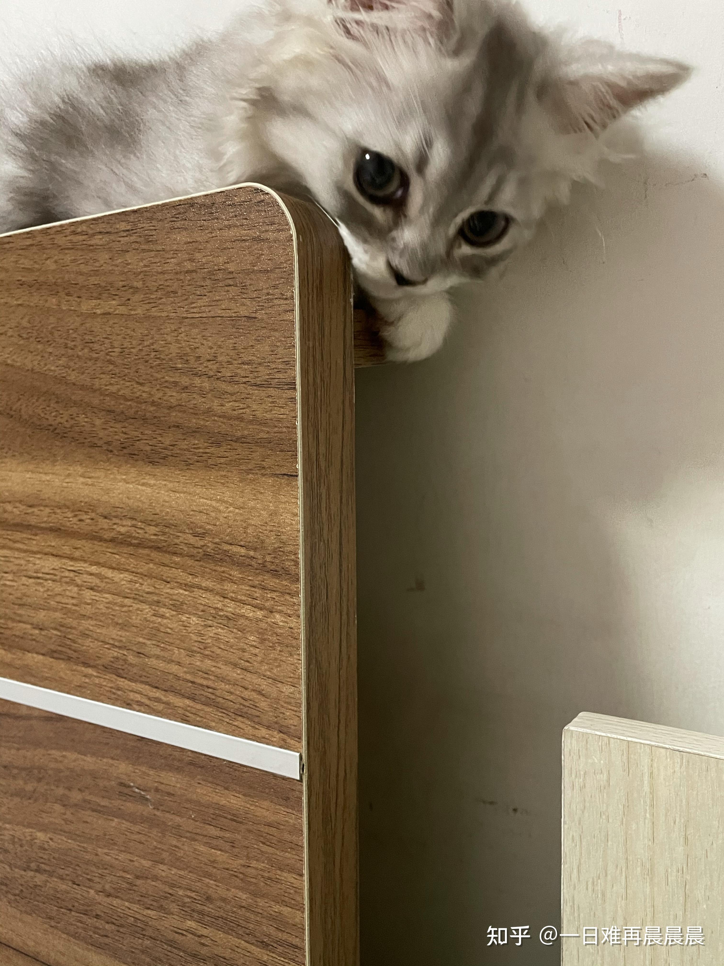 大伙有养英短串布偶的图嘛?