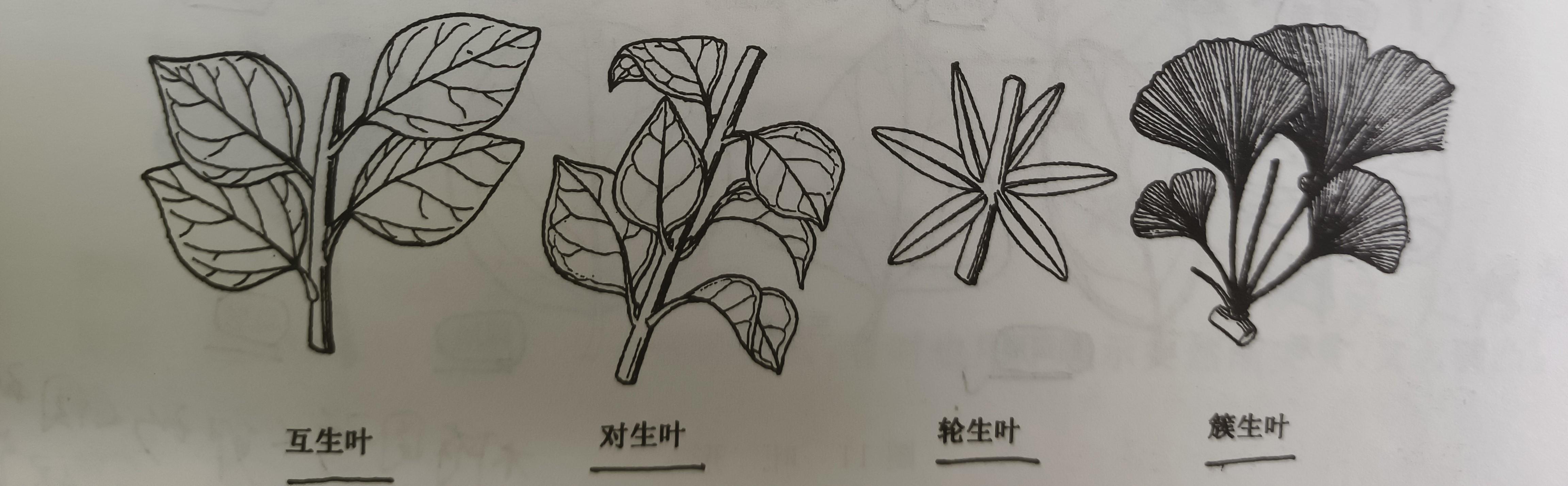 树叶leaf的构造 - 知乎