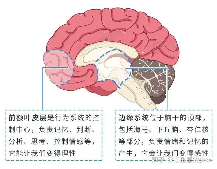 入圈第N天（第19期）：前额叶发育迟缓与突触修剪 - 知乎