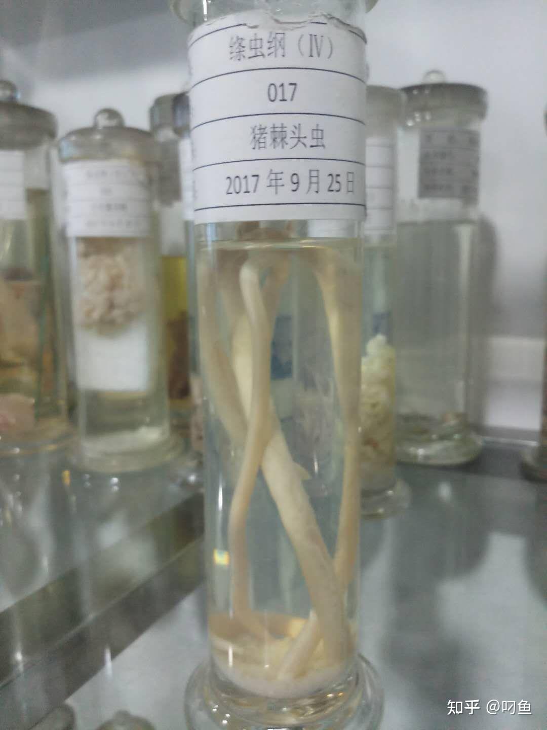 寄生虫讲解 - 知乎