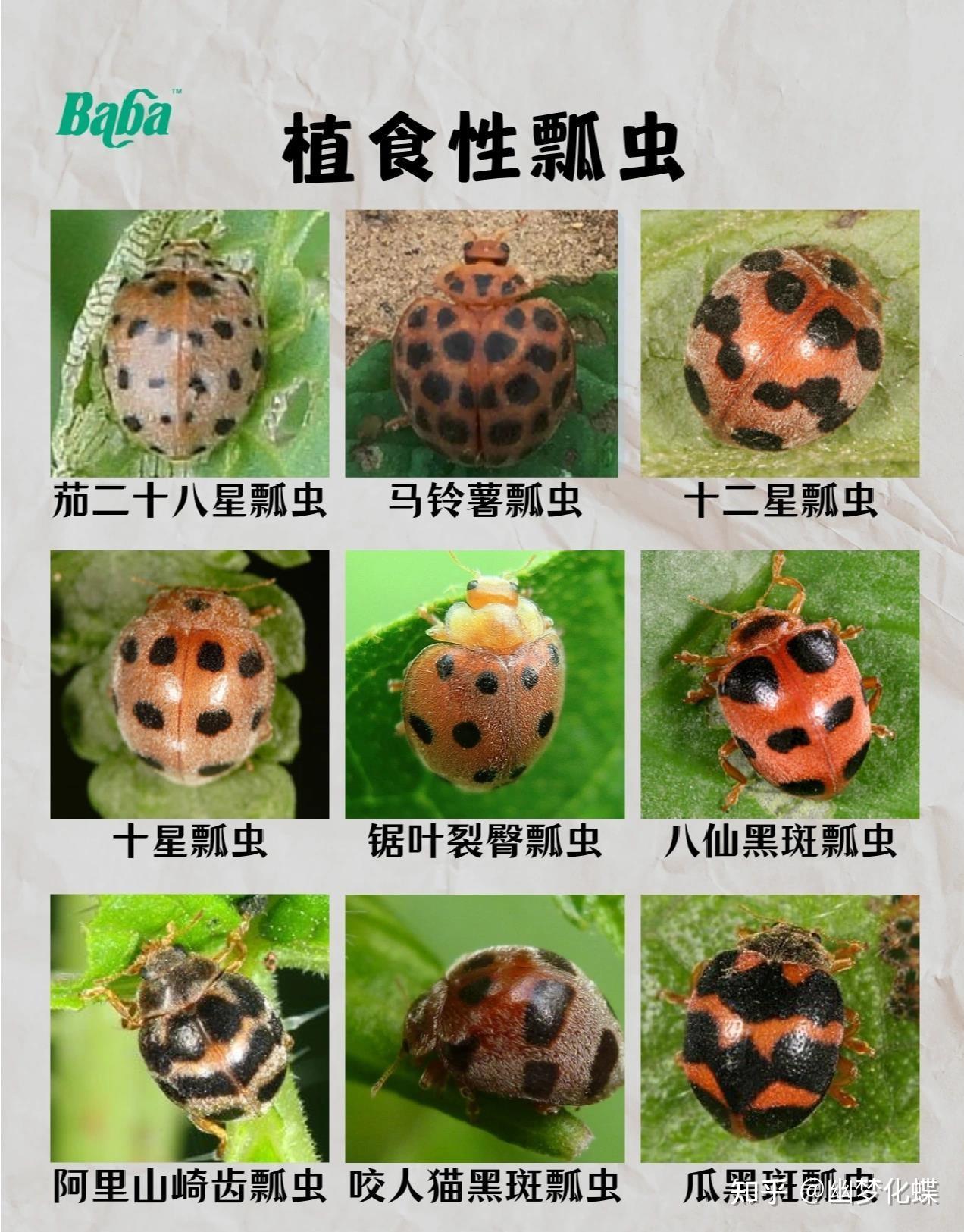 瓢虫的图片和资料介绍图片