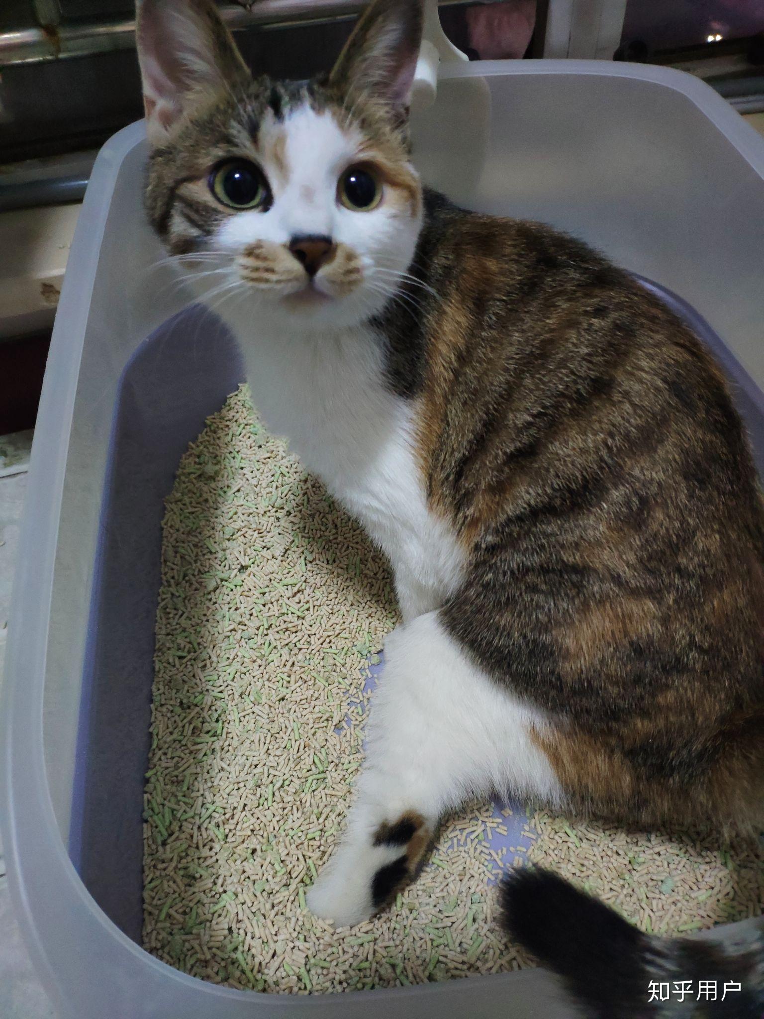 你有哪些家里猫咪的照片想要分享?