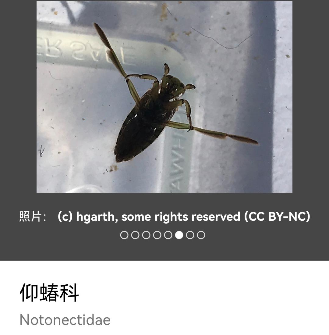 这是什么东西幼虫?