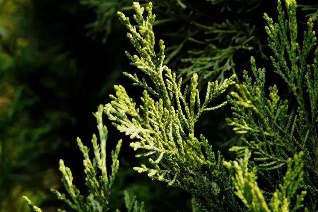 200种 · 超全植物知识汇总(上篇) - 知乎