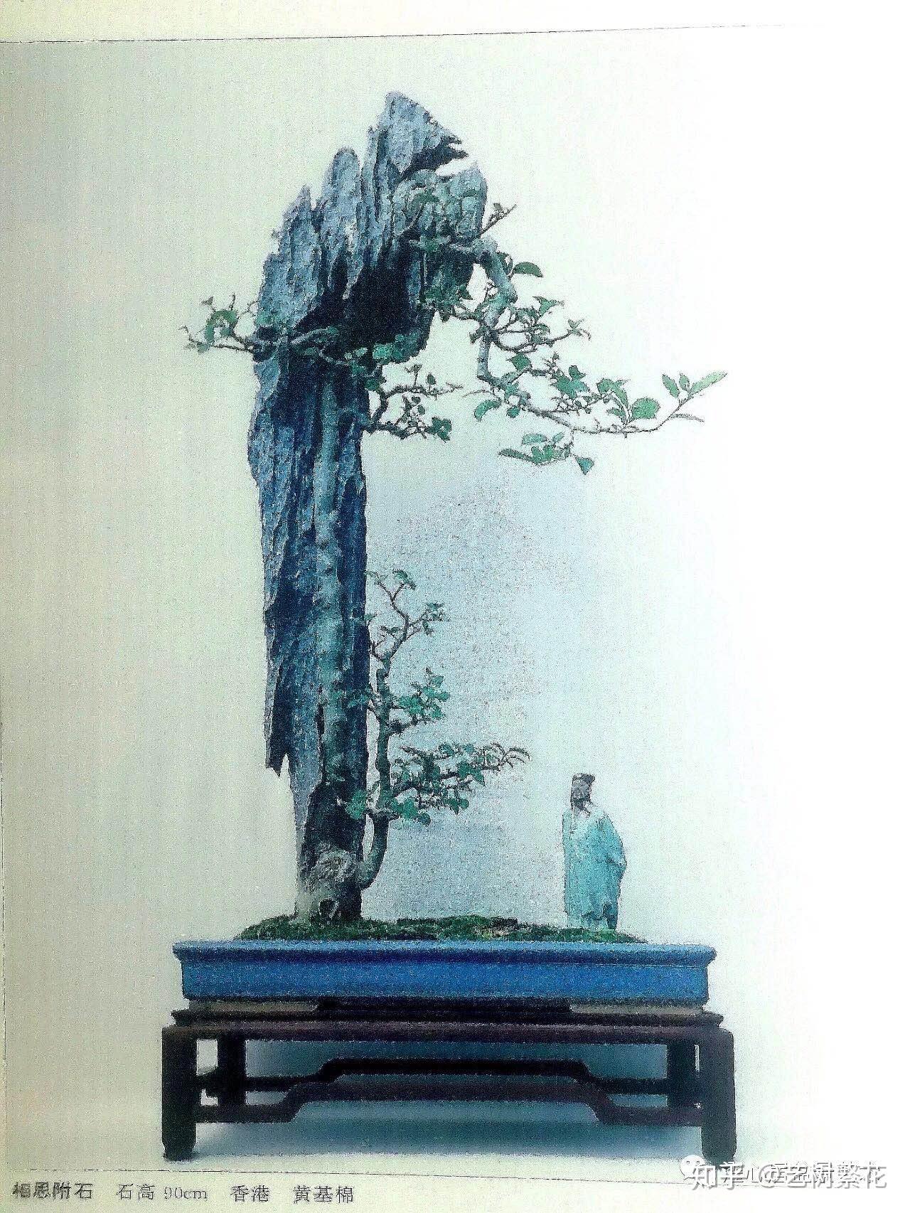 樹齢800年盆栽 | Dr.LiusBlog