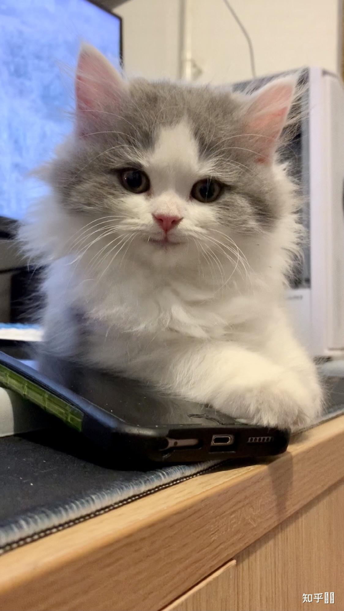 一只蓝白长毛猫大概应该什么价位? - 知乎