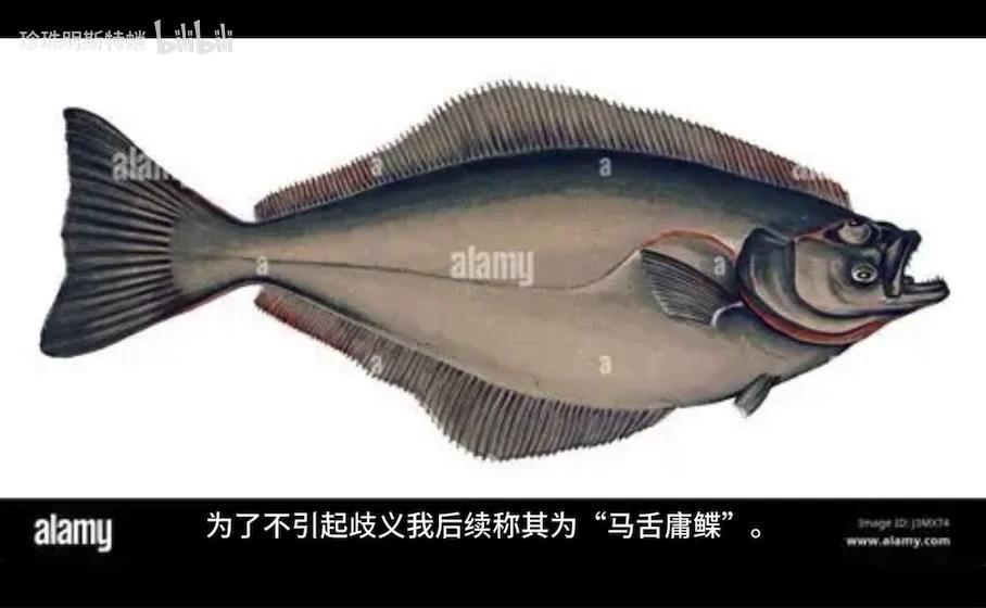 你可能吃过的“巨型比目鱼” 最大鲽形目-庸鲽属的简单介绍 - 知乎