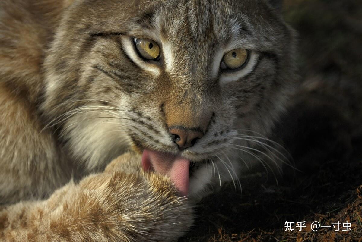 猞猁的难言之隐:冬季山里的无冕之王,杀狼捕鹿,却严重依赖雪兔 - 知乎