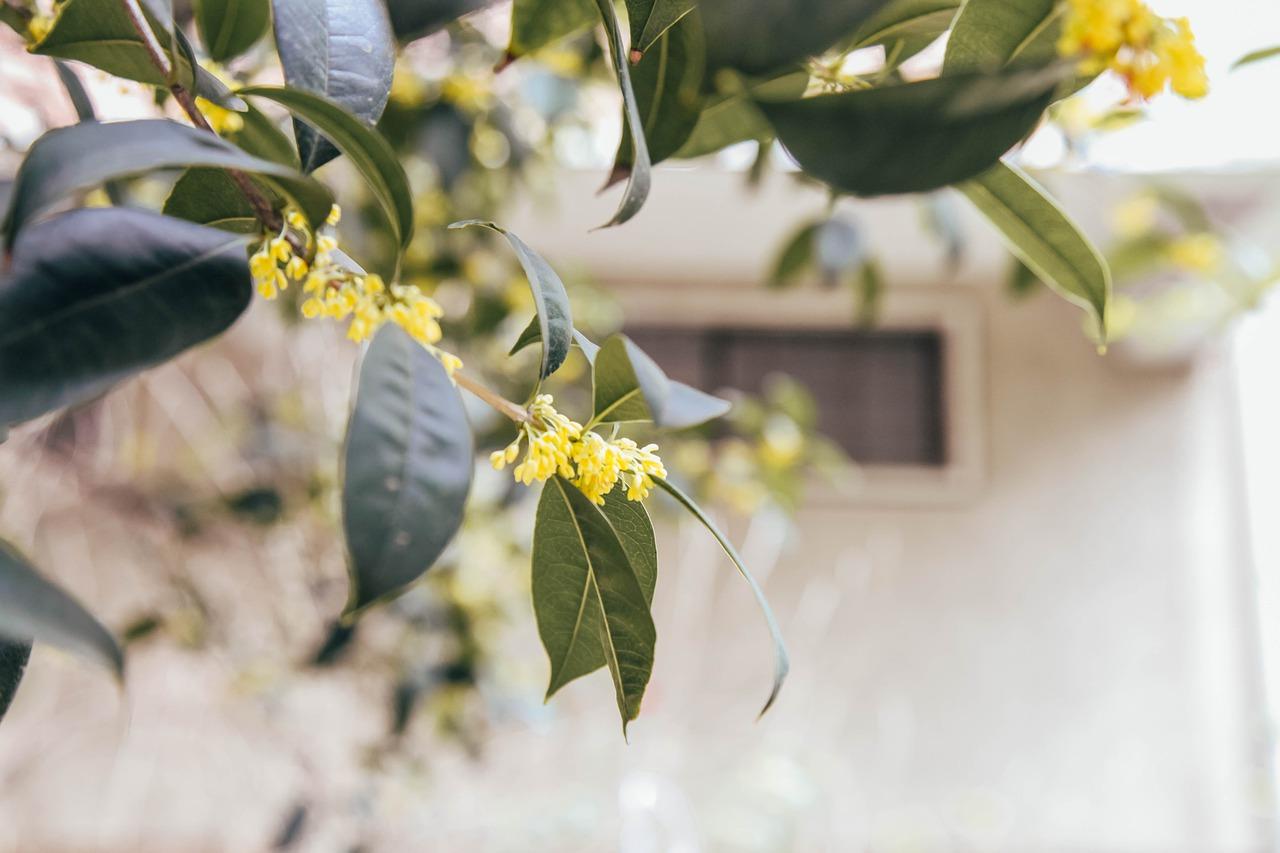 3. 桂花最新售价