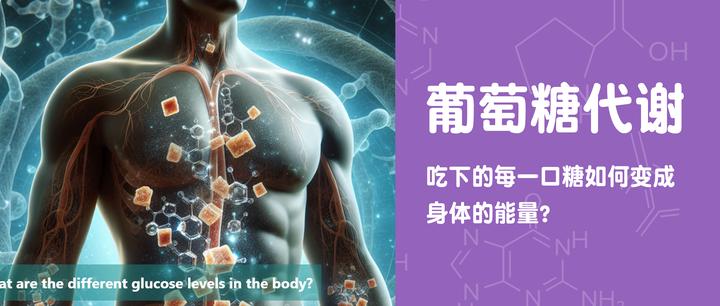 葡萄糖代谢:吃下的每一口糖如何变成身体的能量? - 知乎