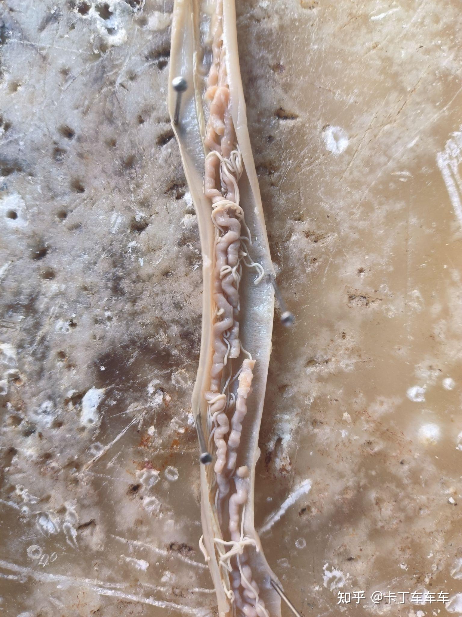 绘制雌雄蛔虫横切图.