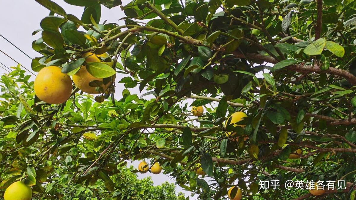 香橼｜有没有可能，我不是橙子 - 知乎