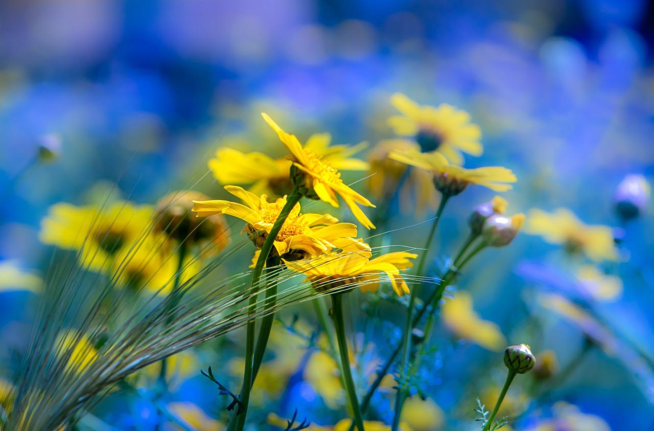 多年生开花植物